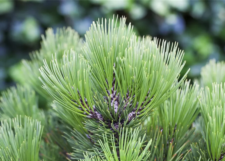 R Pinus heldreichii 'Compact Gem'