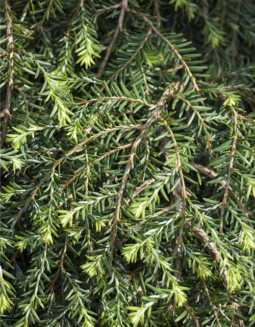 R Tsuga canadensis 'Cole's Prostrate'