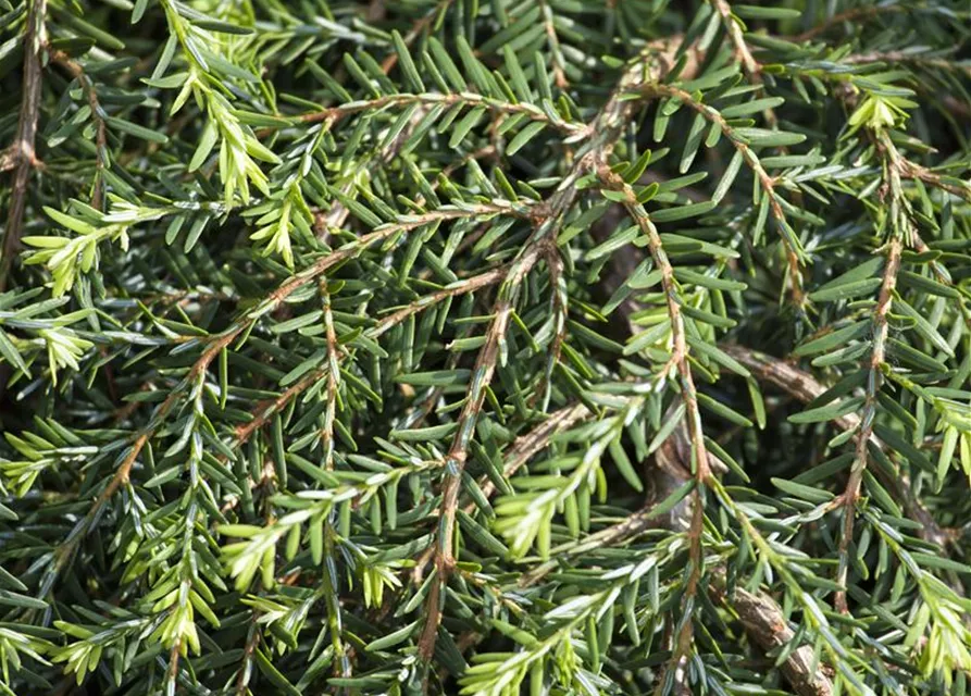 R Tsuga canadensis 'Cole's Prostrate'