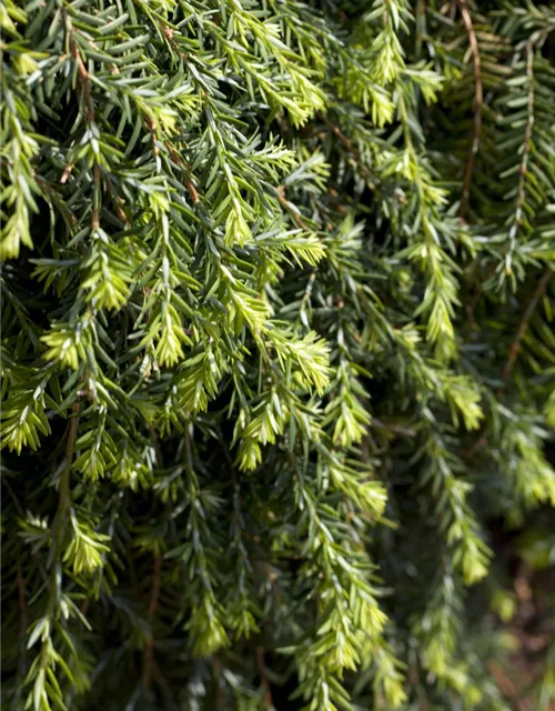 R Tsuga canadensis 'Cole's Prostrate'