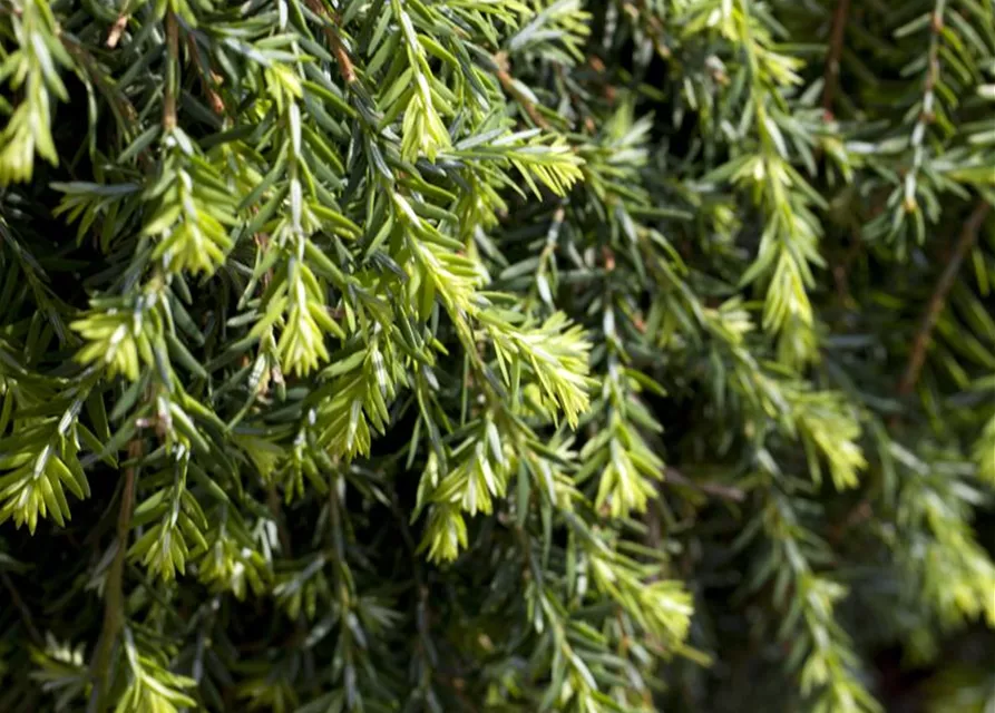 R Tsuga canadensis 'Cole's Prostrate'