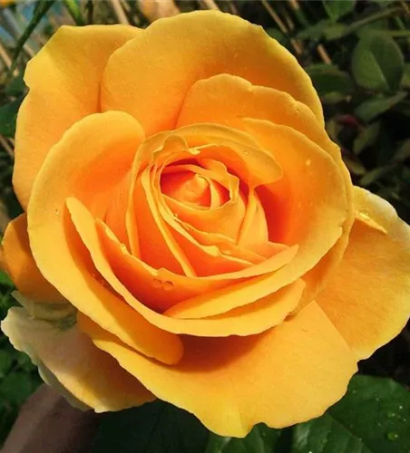 Edelrose 'Candlelight'®