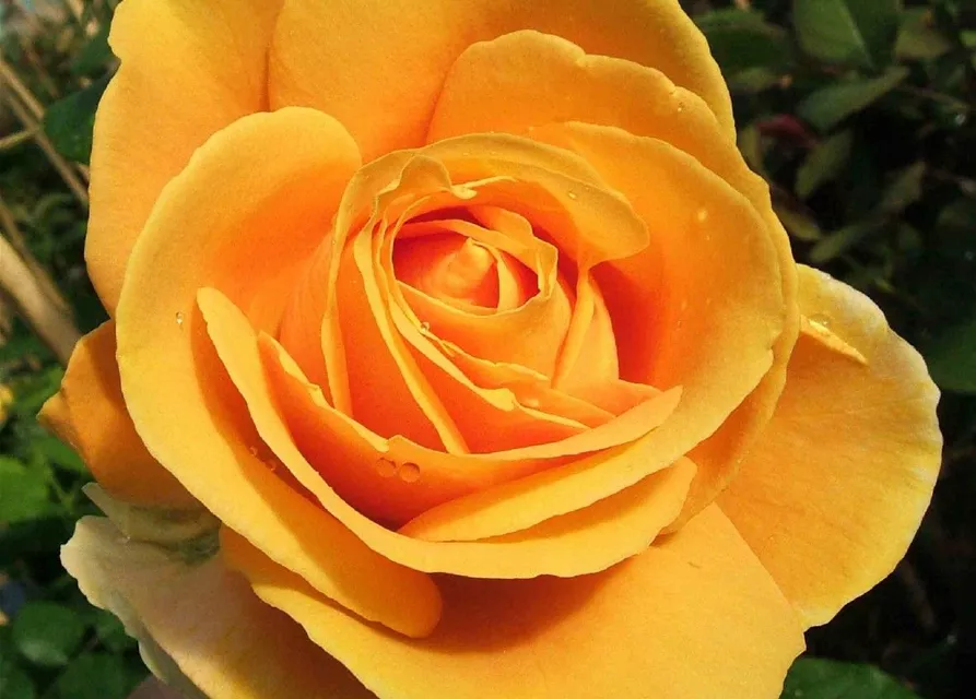 Edelrose 'Candlelight'®