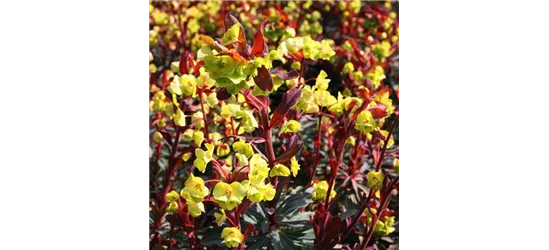 Euphorbia amygdaloides 'Purpurea'