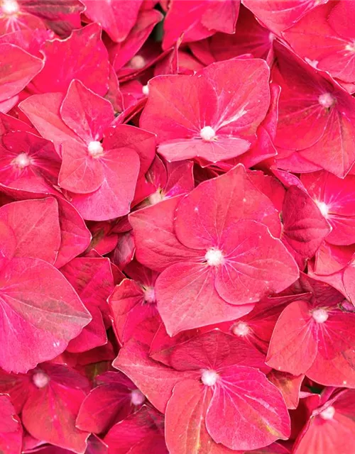 Hydrangea macrophylla, Pinke Blüten