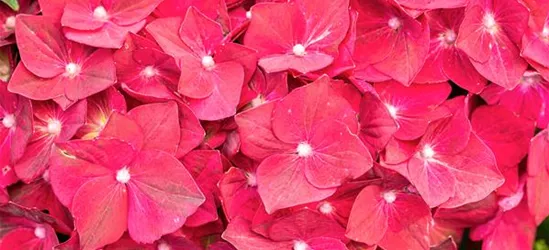 Hydrangea macrophylla, Pinke Blüten