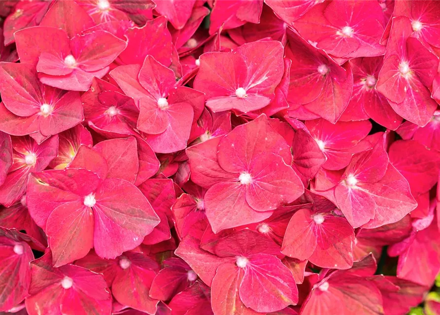 Hydrangea macrophylla, Pinke Blüten