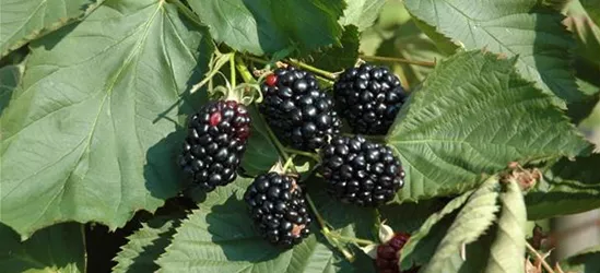 Rubus fruticosus 'Theodor Reimers'