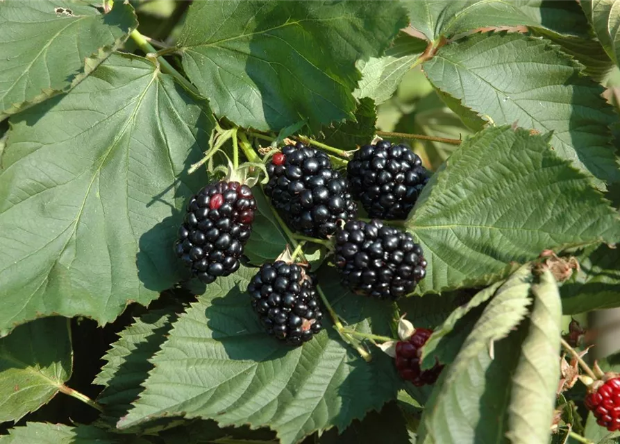 Rubus fruticosus 'Theodor Reimers'