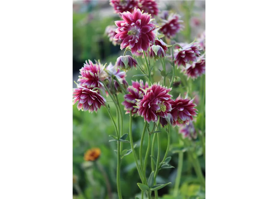 Aquilegia cultorum 'Nora Barlow' 