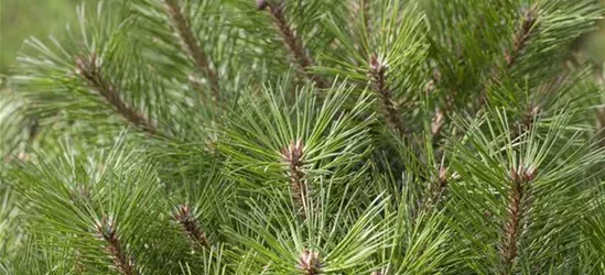 R Pinus nigra 'Pierrick Bregeon'®