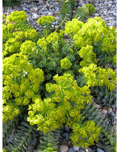 Euphorbia myrsinites