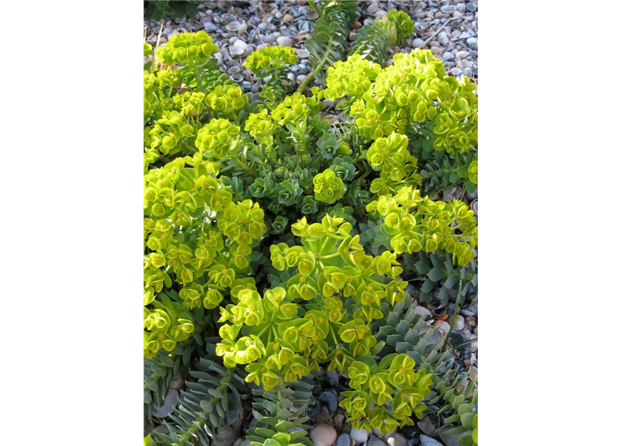 Euphorbia myrsinites