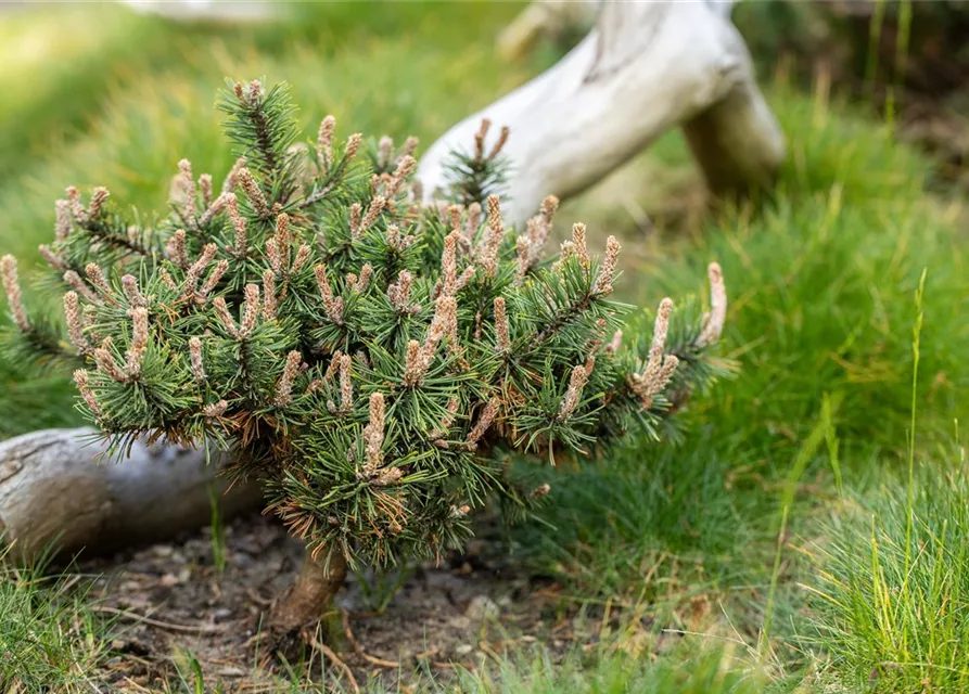 R Pinus nigra 'Pierrick Bregeon'®