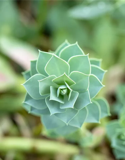 Euphorbia myrsinites