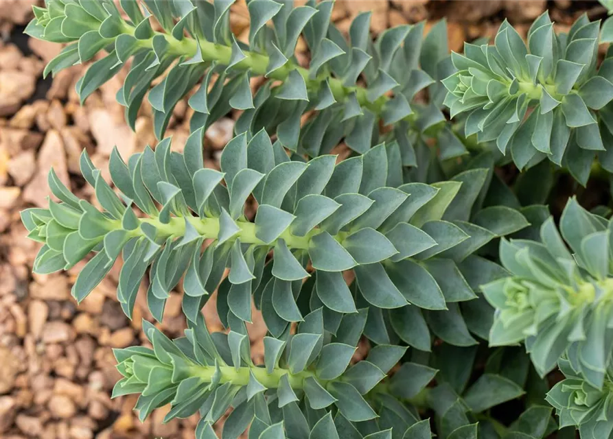 Euphorbia myrsinites