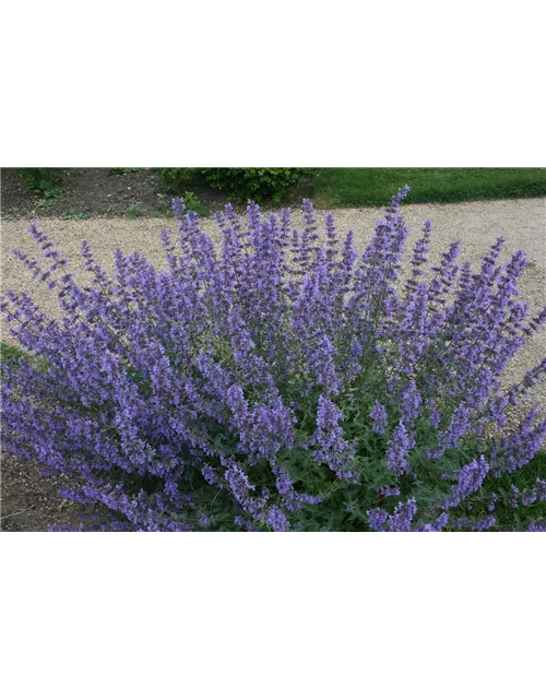 Nepeta x faassenii 'Walkers Low'