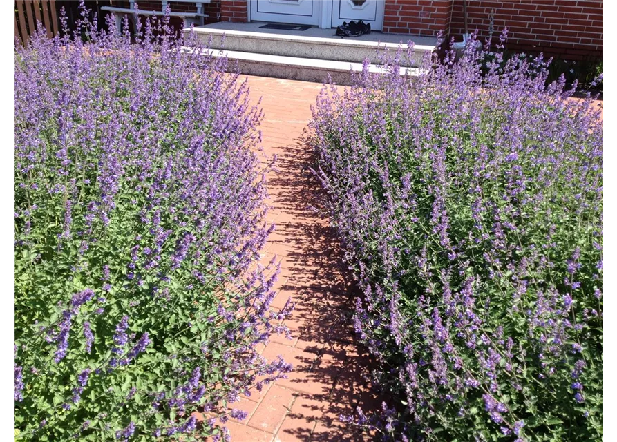 Nepeta x faassenii 'Walkers Low'