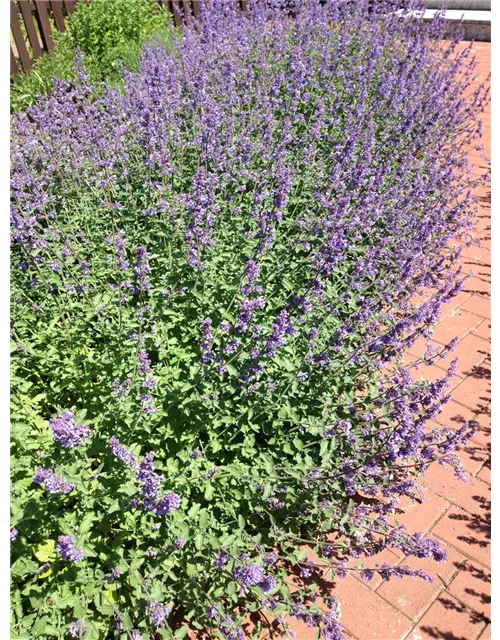 Nepeta x faassenii 'Walkers Low'