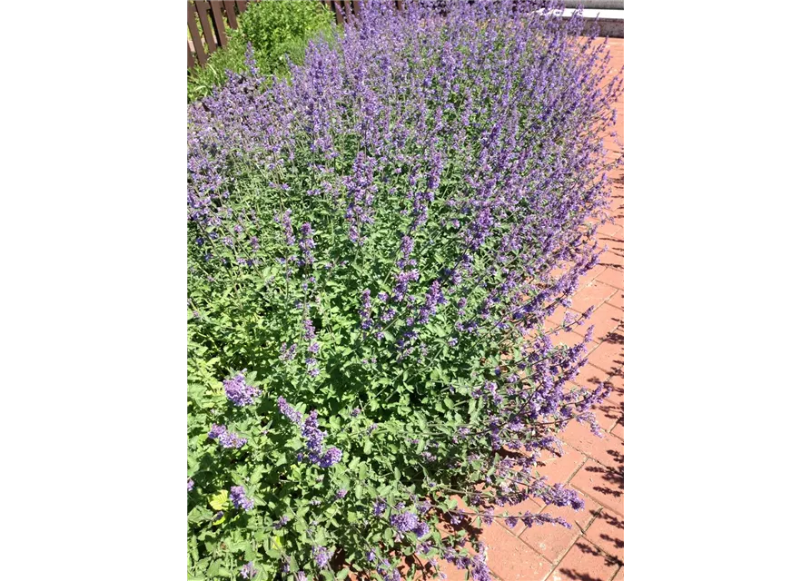 Nepeta x faassenii 'Walkers Low'