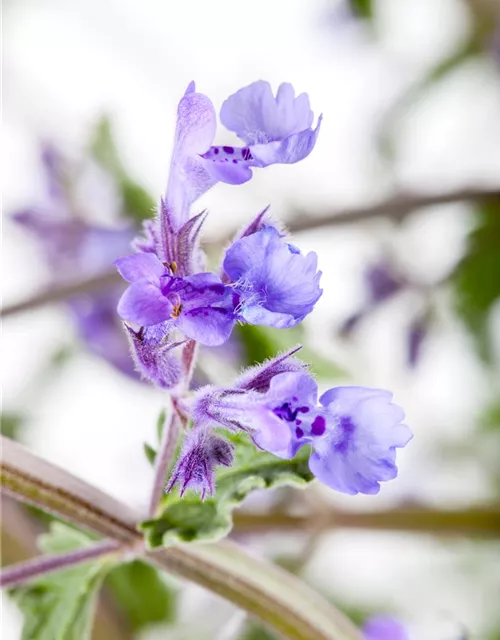 Nepeta x faassenii 'Walkers Low'