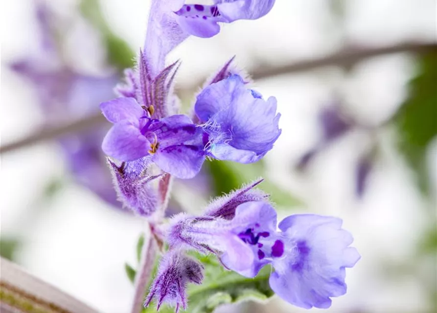 Nepeta x faassenii 'Walkers Low'