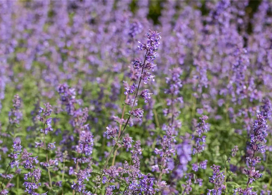 Nepeta x faassenii 'Walkers Low'