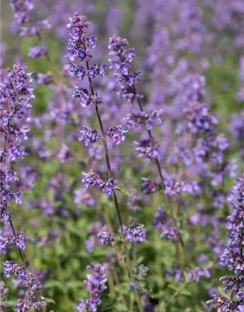 Nepeta x faassenii 'Walkers Low'