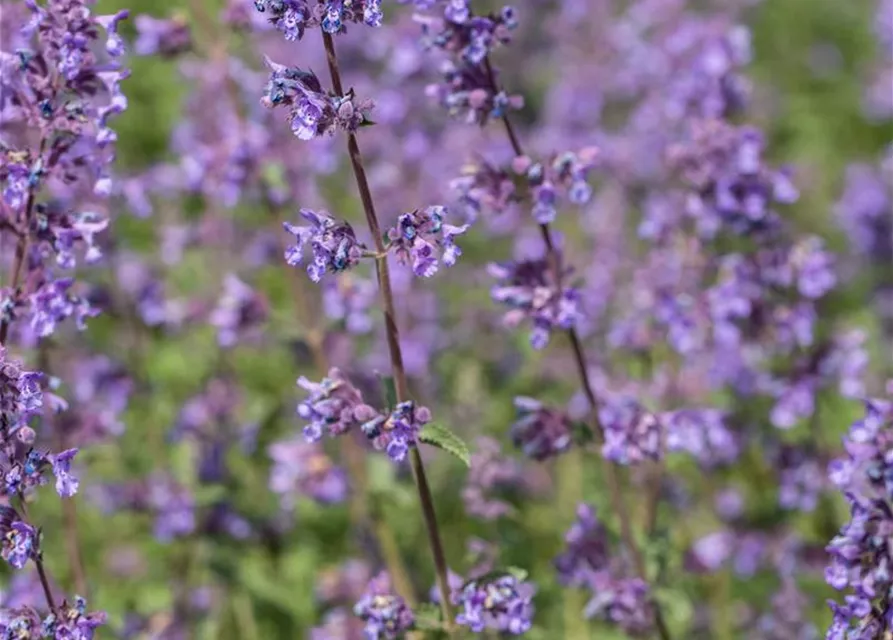 Nepeta x faassenii 'Walkers Low'