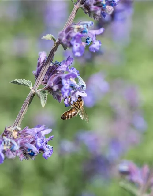 Nepeta x faassenii 'Walkers Low'