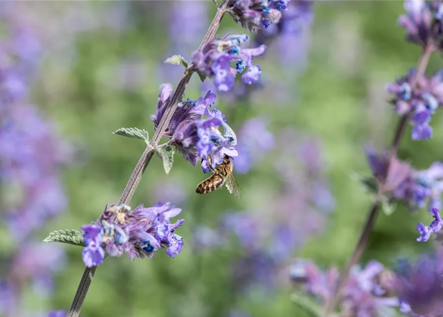 Nepeta x faassenii 'Walkers Low'