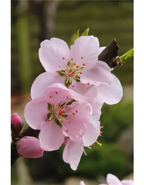 Prunus persica 'Ice Peach'®