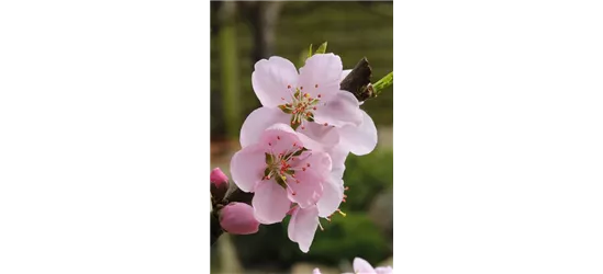 Prunus persica 'Ice Peach'®