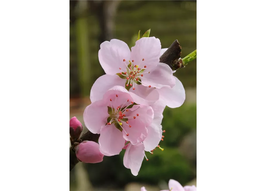 Prunus persica 'Ice Peach'®