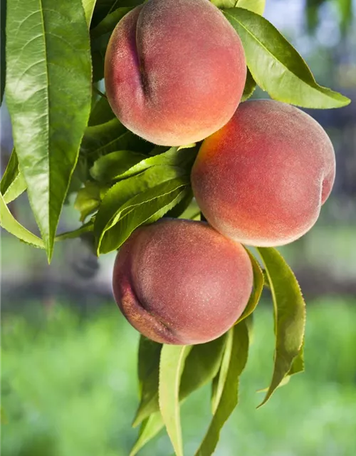 Prunus persica 'Kernechter vom Vorgebirge' CAC