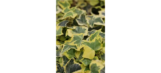 Hedera helix 'Goldchild'