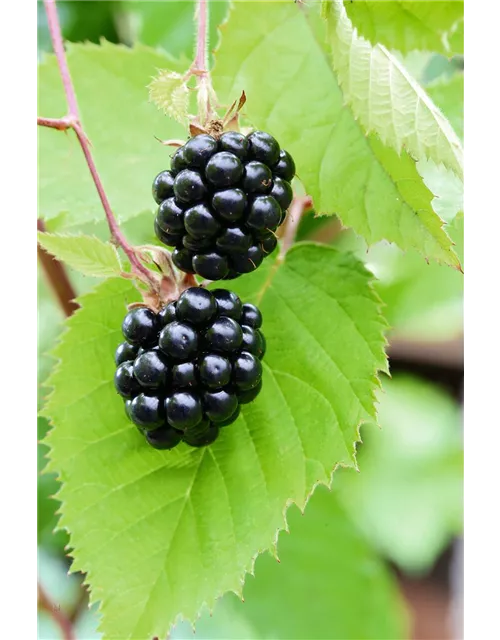 Rubus fruticosus 'Chester Thornless'