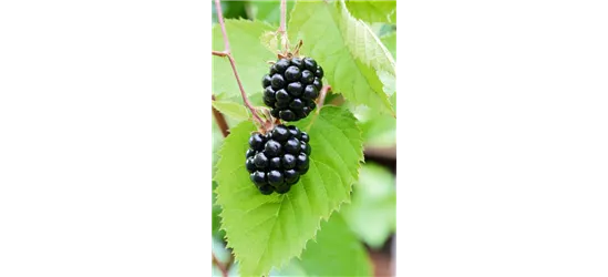 Rubus fruticosus 'Chester Thornless'