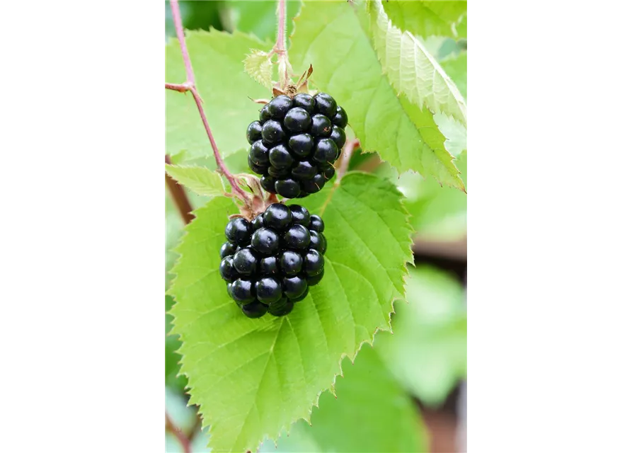 Rubus fruticosus 'Chester Thornless'