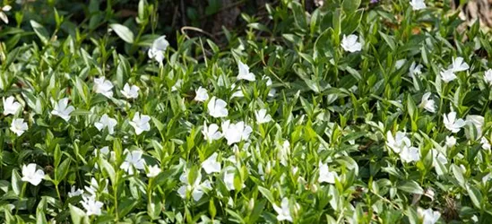 Vinca minor 'Alba'