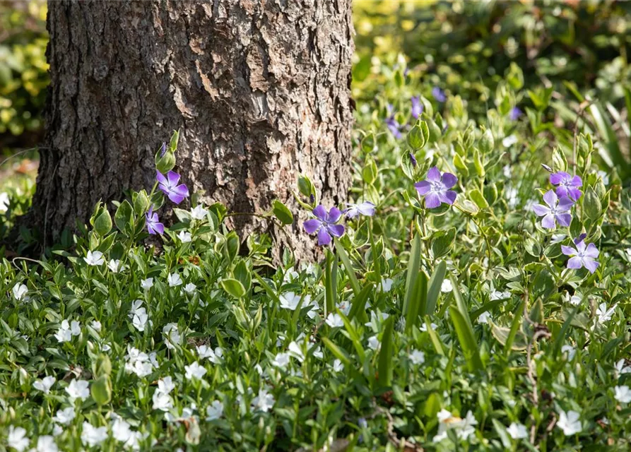 Vinca minor 'Alba'