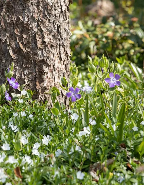 Vinca minor 'Alba'