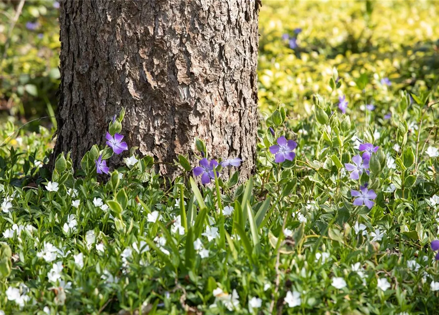 Vinca minor 'Alba'