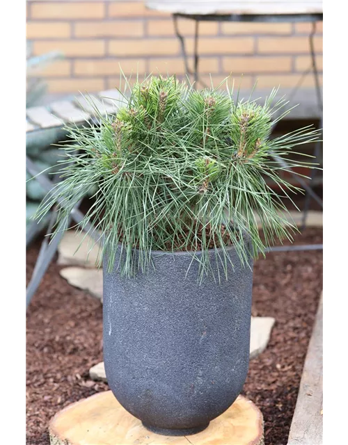 Pinus nigra 'Brepo'®