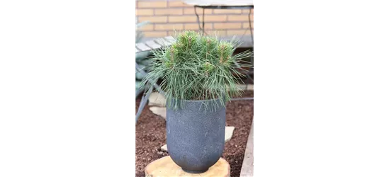 Pinus nigra 'Brepo'®