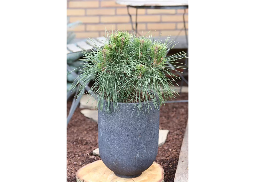 Pinus nigra 'Brepo'®