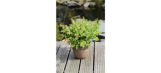 Spiraea japonica 'Sparkling Champagne'®