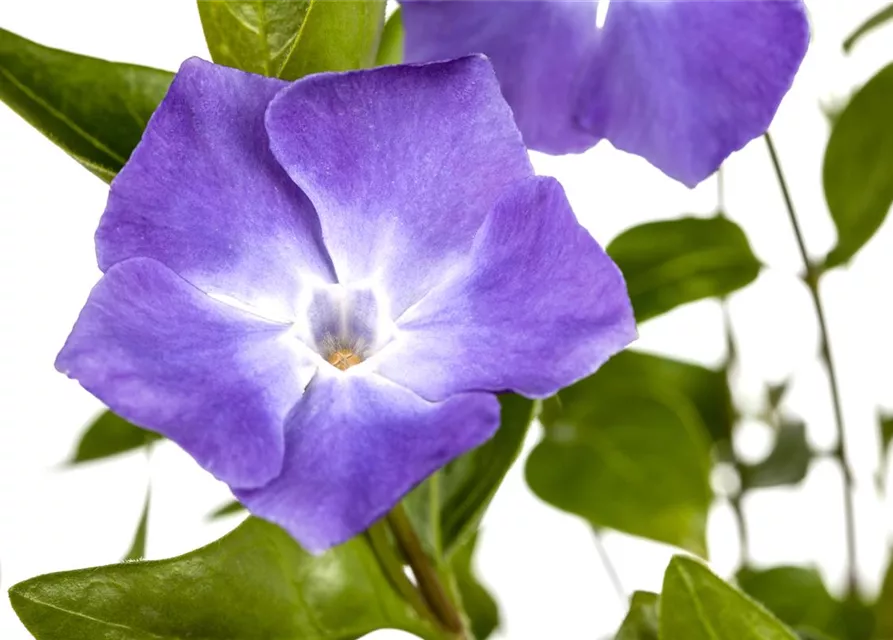 Vinca minor 'Bowles'