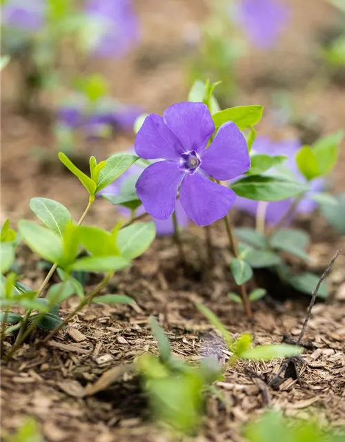 Vinca minor 'Bowles'