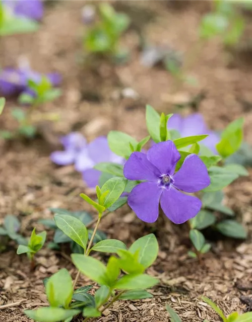 Vinca minor 'Bowles'